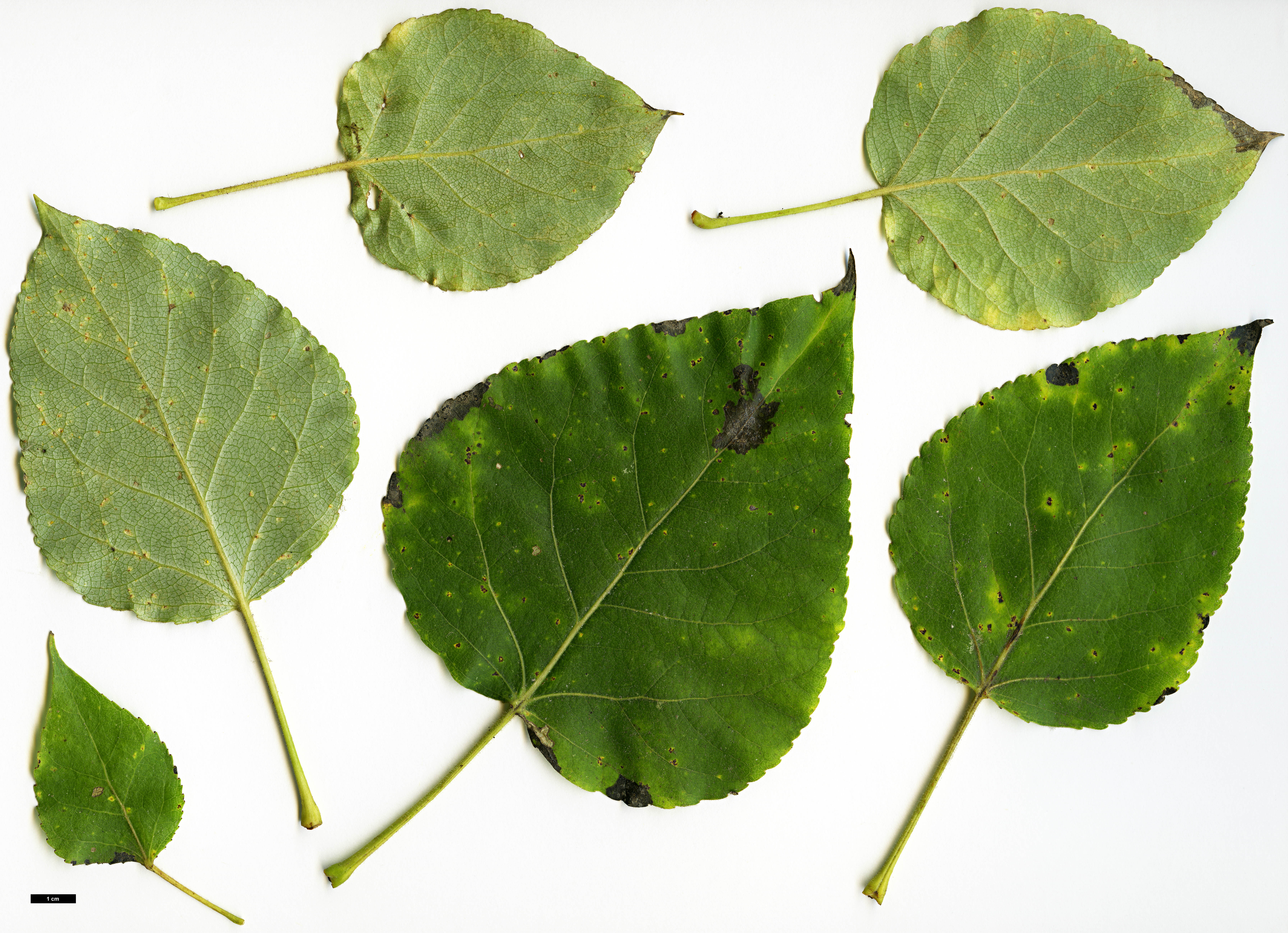 High resolution image: Family: Salicaceae - Genus: Populus - Taxon: aff. balsamifera